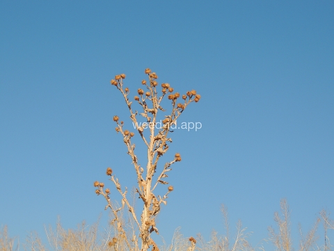 thistle, Scotch
